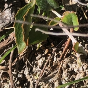 Goodenia hederacea subsp. hederacea at Lyons, ACT - 7 Oct 2023 03:37 PM