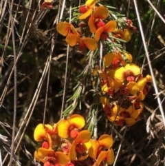 Dillwynia sericea (Egg And Bacon Peas) at Lyons, ACT - 7 Oct 2023 by GregC