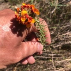 Dillwynia sericea at Lyons, ACT - 7 Oct 2023