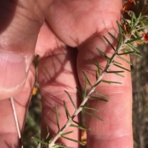 Dillwynia sericea at Lyons, ACT - 7 Oct 2023 03:50 PM