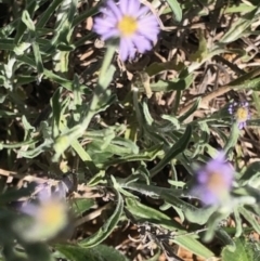 Vittadinia gracilis (New Holland Daisy) at Lyons, ACT - 7 Oct 2023 by GregC