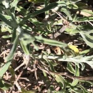 Vittadinia gracilis at Lyons, ACT - 7 Oct 2023