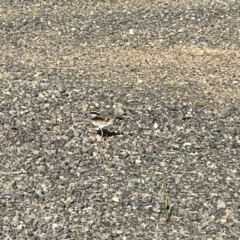 Charadrius melanops (Black-fronted Dotterel) at Strathnairn, ACT - 10 Oct 2023 by Ange