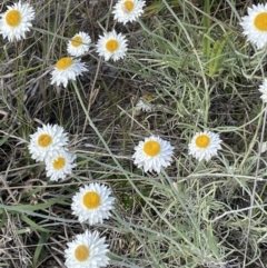 Leucochrysum albicans subsp. tricolor (Hoary Sunray) at Karabar, NSW - 9 Oct 2023 by JaneR