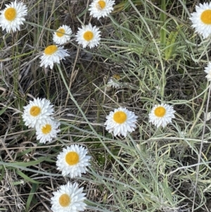 Leucochrysum albicans subsp. tricolor at Karabar, NSW - 9 Oct 2023