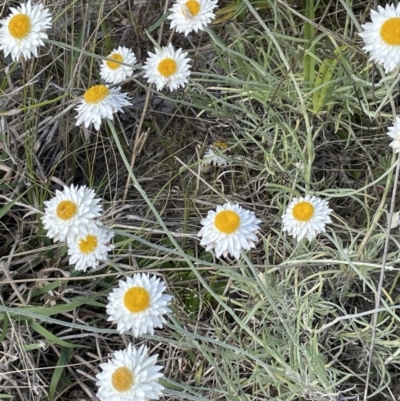 Leucochrysum albicans subsp. tricolor (Hoary Sunray) at Karabar, NSW - 9 Oct 2023 by JaneR