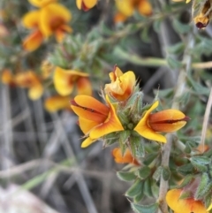 Pultenaea procumbens (Bush Pea) at QPRC LGA - 9 Oct 2023 by JaneR