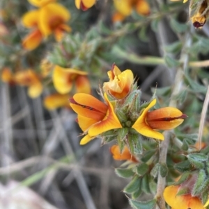 Pultenaea procumbens at Googong, NSW - 9 Oct 2023