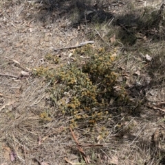 Pultenaea procumbens at Googong, NSW - 9 Oct 2023