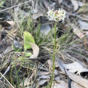 Stackhousia monogyna at Karabar, NSW - 9 Oct 2023 03:25 PM