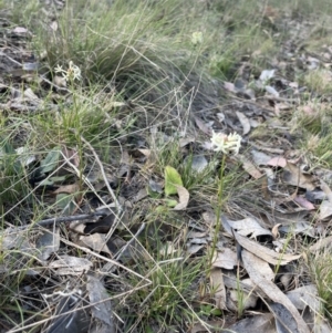 Stackhousia monogyna at Karabar, NSW - 9 Oct 2023 03:25 PM