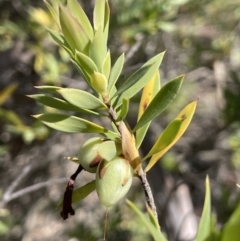 Styphelia triflora (Five-corners) at QPRC LGA - 9 Oct 2023 by JaneR