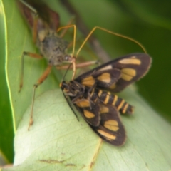 Amata (genus) (Handmaiden Moth) at Mount Mee, QLD - 3 Mar 2007 by PJH123