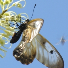 Unidentified Swallowtail (Papilionidae) at Mount Mee, QLD - 3 Mar 2007 by PJH123