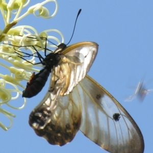 Cressida cressida at Mount Mee, QLD - 4 Mar 2007 10:31 AM