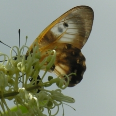 Cressida cressida at Mount Mee, QLD - 4 Mar 2007 10:31 AM