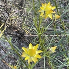 Xerochrysum viscosum (Sticky Everlasting) at Karabar, NSW - 9 Oct 2023 by JaneR