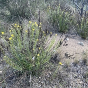 Xerochrysum viscosum at Karabar, NSW - 9 Oct 2023 03:47 PM