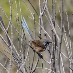 Malurus lamberti (Variegated Fairywren) at Kinghorne, NSW - 9 Oct 2023 by Roger