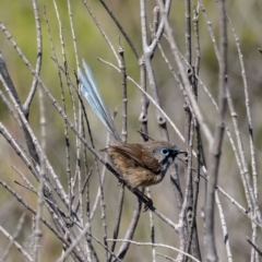 Malurus lamberti (Variegated Fairywren) at Kinghorne, NSW - 8 Oct 2023 by Roger