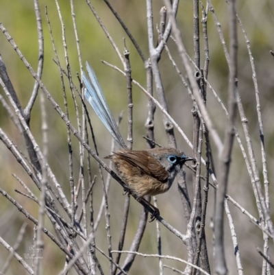 Malurus lamberti (Variegated Fairywren) at Kinghorne, NSW - 8 Oct 2023 by Roger