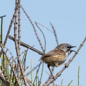 Malurus lamberti at Kinghorne, NSW - 9 Oct 2023