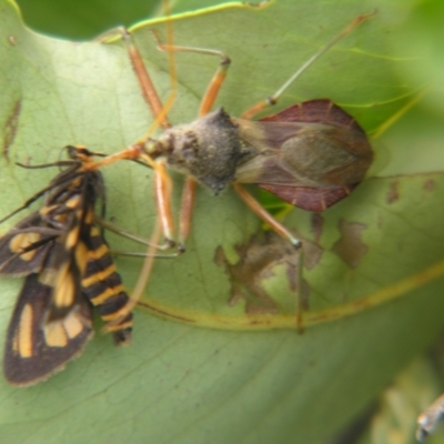 Pristhesancus plagipennis (Bee Killer Assassin Bug) at Mount Mee, QLD - 4 Mar 2007 by PJH123