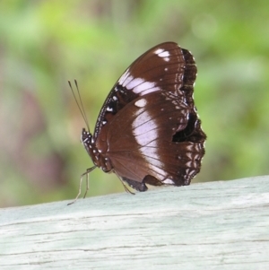 Hypolimnas bolina at Mount Mee, QLD - 4 Mar 2007 10:22 AM