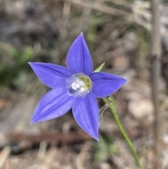 Wahlenbergia stricta subsp. stricta (Tall Bluebell) at Karabar, NSW - 9 Oct 2023 by JaneR