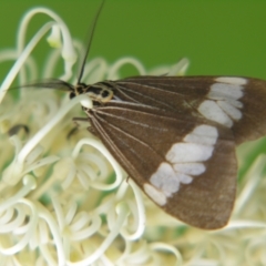 Nyctemera (genus) (A Tiger moth (Arctiini)?) at Mount Mee, QLD - 3 Mar 2007 by PJH123