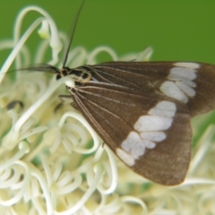 Nyctemera (genus) (A Tiger moth (Arctiini)) at Mount Mee, QLD - 4 Mar 2007 by PJH123