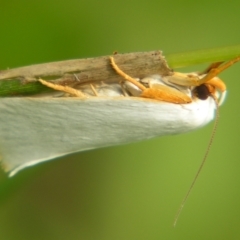 Xylorycta luteotactella (A Gelechioid moth) at Mount Mee, QLD - 4 Mar 2007 by PJH123