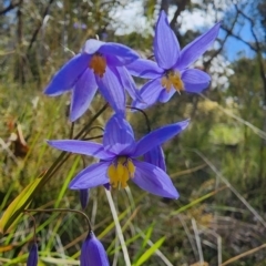 Stypandra glauca (Nodding Blue Lily) at Black Mountain - 10 Oct 2022 by Steve818