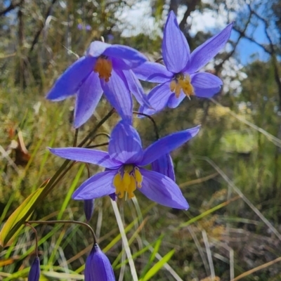 Stypandra glauca (Nodding Blue Lily) at Black Mountain - 10 Oct 2022 by Steve818