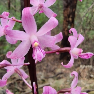 Dipodium roseum (Rosy Hyacinth Orchid) at Cotter River, ACT - 1 Mar 2023 by Steve818