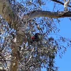 Callocephalon fimbriatum (Gang-gang Cockatoo) at Bruce Ridge to Gossan Hill - 10 Oct 2023 by JVR