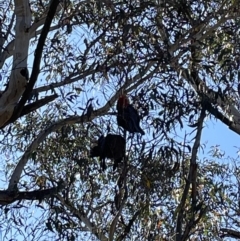 Callocephalon fimbriatum at Bruce, ACT - suppressed