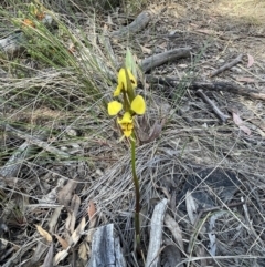 Diuris sulphurea (Tiger Orchid) at Bruce Ridge - 10 Oct 2023 by JVR