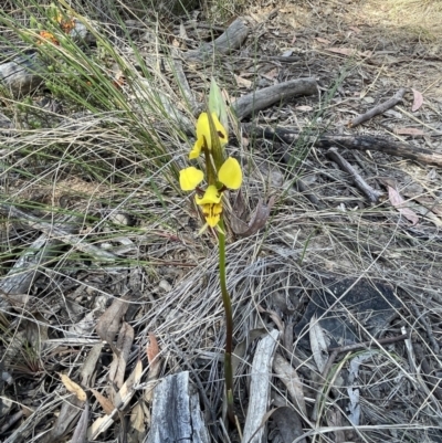 Diuris sulphurea (Tiger Orchid) at Bruce, ACT - 10 Oct 2023 by JVR