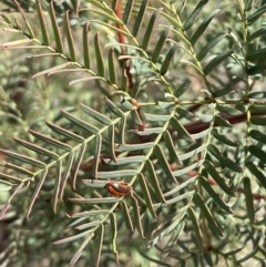 Acacia rubida (Red-stemmed Wattle, Red-leaved Wattle) at QPRC LGA - 9 Oct 2023 by JaneR