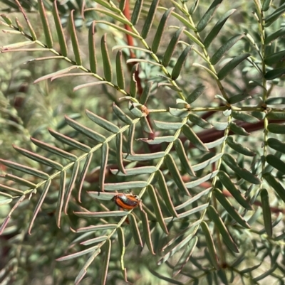 Acacia rubida (Red-stemmed Wattle, Red-leaved Wattle) at Karabar, NSW - 9 Oct 2023 by JaneR