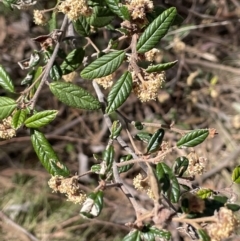 Pomaderris betulina subsp. betulina (Birch Pomaderris) at QPRC LGA - 9 Oct 2023 by JaneR