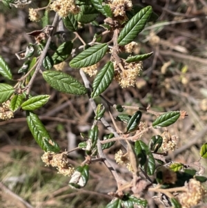 Pomaderris betulina subsp. betulina at Karabar, NSW - 9 Oct 2023