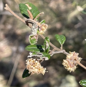 Pomaderris betulina subsp. betulina at Karabar, NSW - 9 Oct 2023