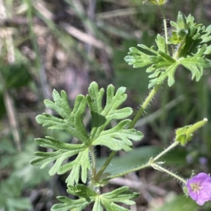 Geranium solanderi var. solanderi at Karabar, NSW - 9 Oct 2023