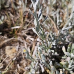 Chrysocephalum apiculatum (Common Everlasting) at Bungendore, NSW - 10 Oct 2023 by Csteele4