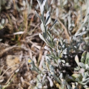 Chrysocephalum apiculatum at Bungendore, NSW - 10 Oct 2023