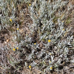 Chrysocephalum apiculatum at Bungendore, NSW - 10 Oct 2023