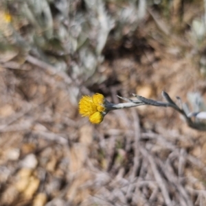 Chrysocephalum apiculatum at Bungendore, NSW - 10 Oct 2023 04:09 PM