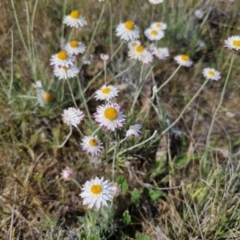 Leucochrysum albicans subsp. tricolor (Hoary Sunray) at Bungendore, NSW - 10 Oct 2023 by Csteele4